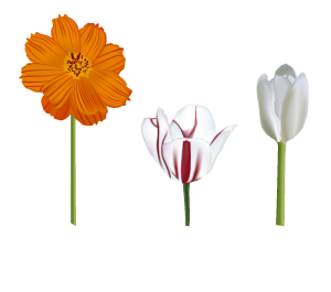 Free Vector Flowers: White Tulip, Red and White Tulip, and Orange Cosmos